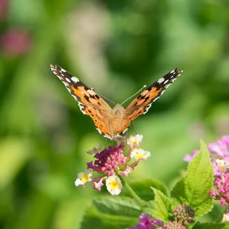 Le Gemelle Boutique 3* トッレ・スーダ